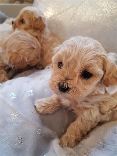 Maltipoo Puppies For Sale | Pittsburgh, PA #289667