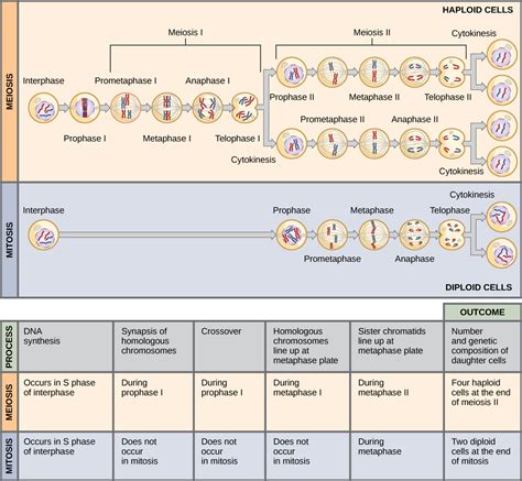 7.2 Meiosis – Concepts of Biology