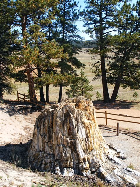 Fossilized sequoia: Florissant Fossil Beds National Monument, Colorado