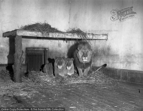 Photo of Chester Zoo, The Lions 1951 - Francis Frith