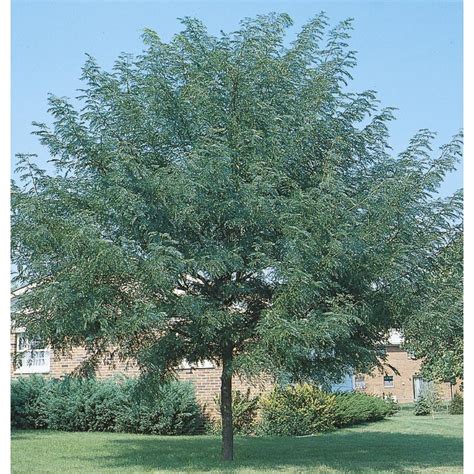 Shop 10.25-Gallon Shademaster Honeylocust Shade Tree (L1043) at Lowes.com