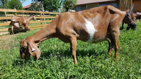 Anglo Nubian goats for sale - Our farm of Anglo Nubian goats Elan's Anglo Nubian