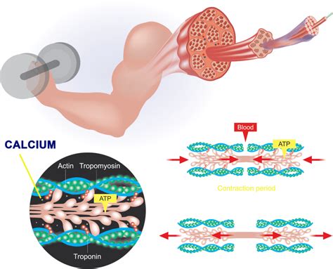 Drugs That Affect the Cardiovascular System | Interactive Biology, with ...