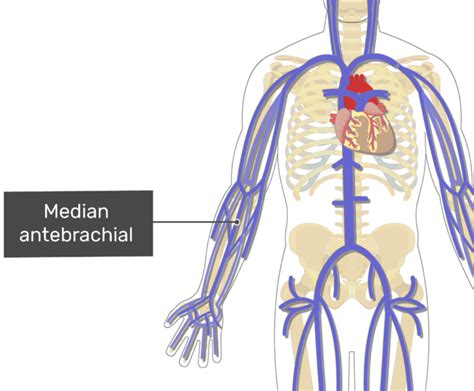 Major veins of the body | GetBodySmart