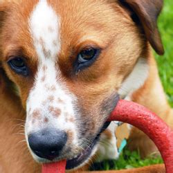 Top 10 Rawhide Alternatives for Dogs | Rawhide for Dogs