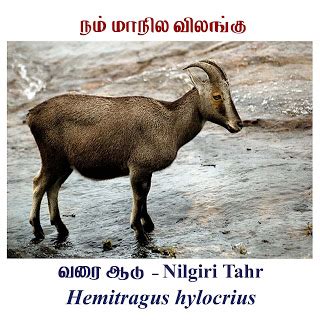 Top 114 + Animal of tamil nadu - Inoticia.net