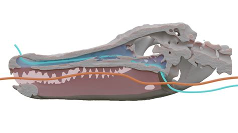 Secondary palate in crocodyles