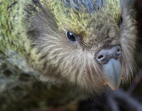 Meet The Kakapo, The Lovable, Rotund Parrot With Peculiar Ways – Pet ...