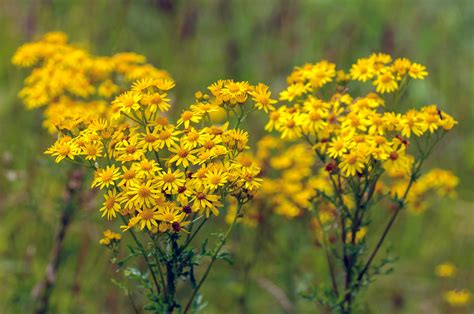 Ragwort guide: what is ragwort, is it poisonous and where does it grow? - Countryfile.com