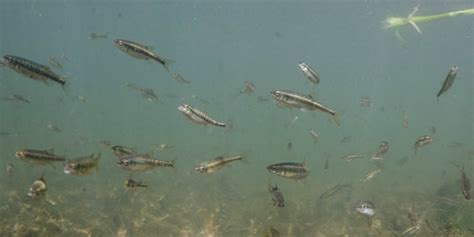 Minnow | Types of fish | Canal & River Trust