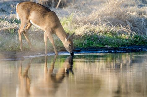 Deer Drinking Water Drawing at GetDrawings | Free download