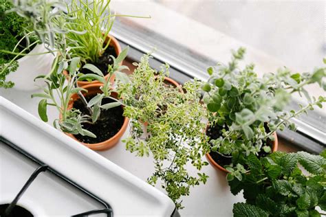 10 Best Herbs to Grow Indoors