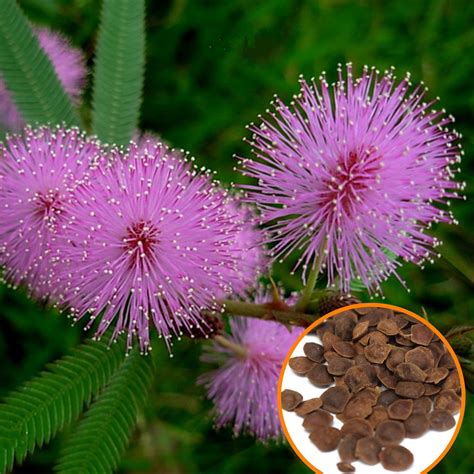 Lajwanti - Mimosa Pudica Touch Me Not - Shy Sensitive Splendid Grow In Summer Season Pink Flower ...