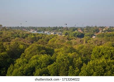 523 Negombo Lagoon Images, Stock Photos & Vectors | Shutterstock