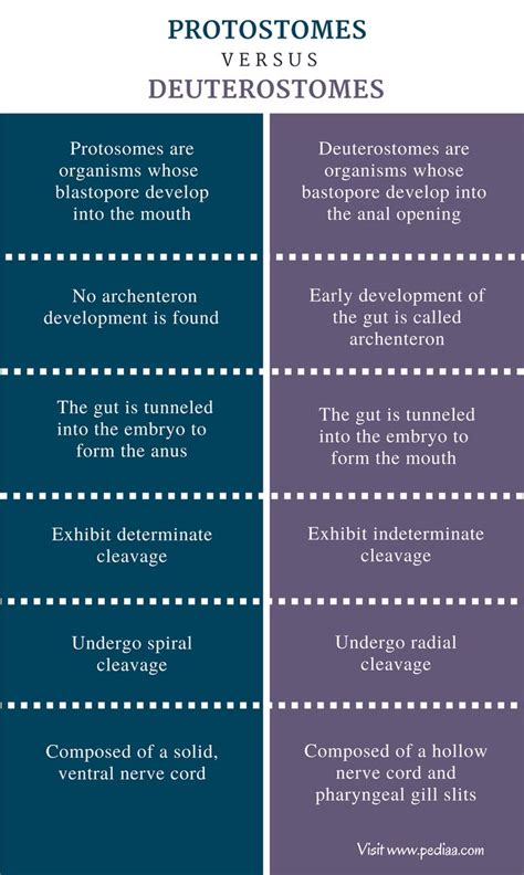 Difference Between Protostomes and Deuterostomes - Comparison Summary ...