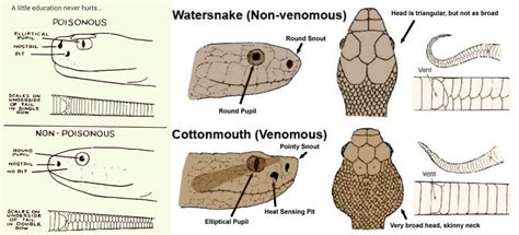 Top 10 Most Dangerous or Venomous Snakes of The World - List