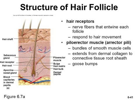 What Is the Function of the Arrector Pili - SladeanceDuffy