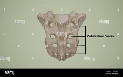 Posterior view of human sacrum showing the posterior sacral foramina-Labeled Stock Photo - Alamy