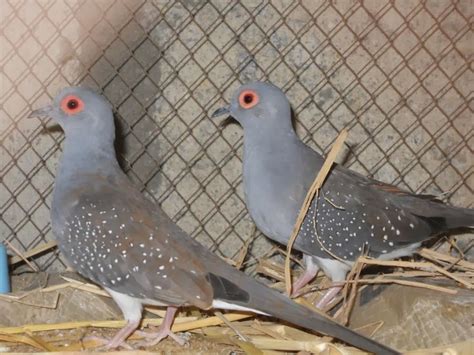 Kerala Pets Market : Diamond Doves.