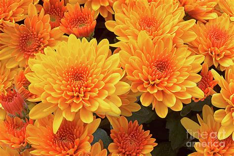 Chrysanthemum Autumn Glory Photograph by Regina Geoghan - Fine Art America