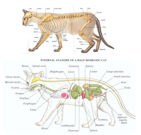 Male Cat Anatomy Diagram