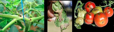 Tomato leaf miner – Pests of Bhutan