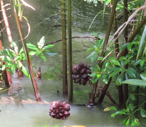 Nipah palm (Nypa fruticans ) - Biodiversity and Environment Database System