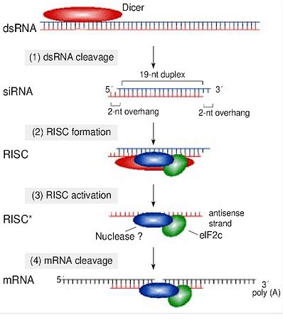 RNA Interference: Definition, Mechanism, Applications