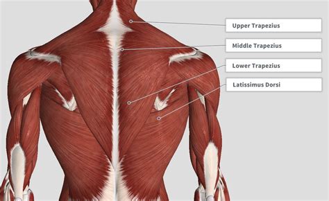 Mid Back Anatomy - Anatomical Charts & Posters