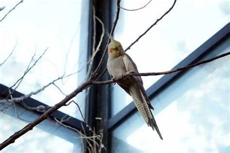 Egg Binding in Cockatiels - Dr Cockatiel