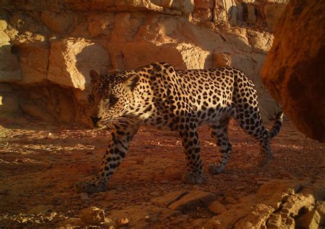 Remote cameras document Oman's rare Arabian leopards | CNN