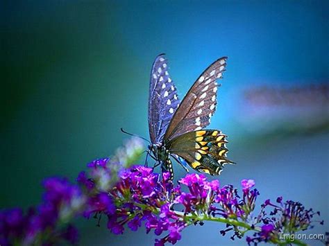 Pretty Butterfly Wallpapers - Wallpaper Cave
