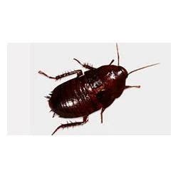 Wood Roaches Control Services in Nehru Place, New Delhi | ID: 10995294988