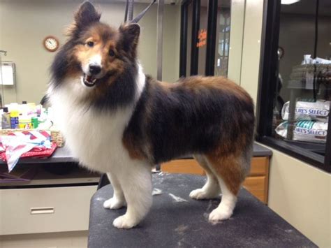 Pin by My Second Home Pet Resort on Grooming | Shetland sheepdog, Sheepdog breeds, Sheepdog