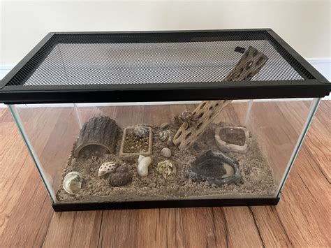 Hermit Crab Tank Setup | ppgbbe.intranet.biologia.ufrj.br