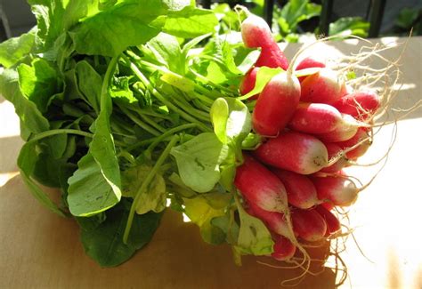 Radish Greens Nutrition Facts, Benefits, How to Cook, Recipes