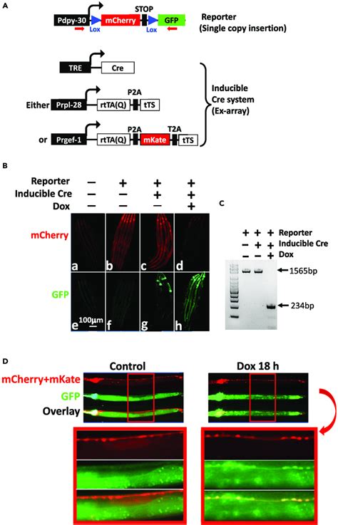 Robust Regulation of Cre Expression (A) Transgenes used in the study ...