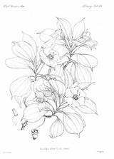 Botany Coloring Book Pages sketch template
