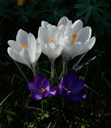 Crocus vernus - This species is native to the Alps, the Pyrenees, and ...