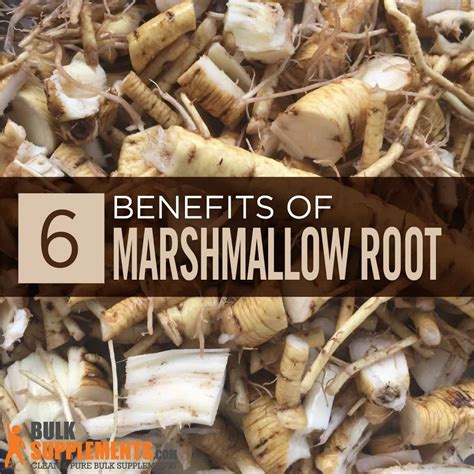 Marshmallow Root Extract: Benefits, Side Effects & Dosage