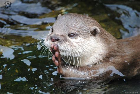 Asian Short Clawed Otter by RichMoodyPhotography on DeviantArt