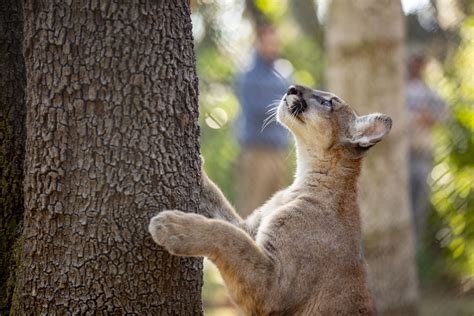 ZooTampa - Florida Panther Cubs Debut - 002 - Touring Central Florida