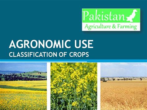 Agronomic Use Classification of Crops