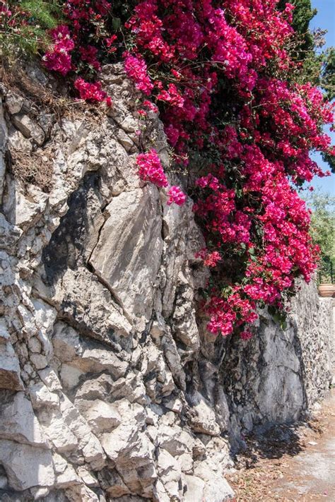 Bougainvillea Spectabilis on a Stone Wall Stock Photo - Image of ...