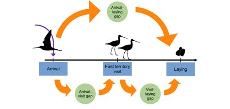 Key events (blue rectangles) during the early breeding season of the... | Download Scientific ...