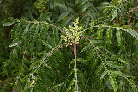 Rurification: Winged Sumac