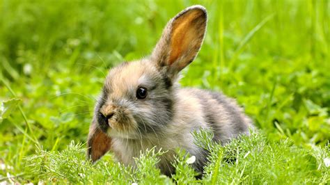 What are the five most popular rabbit breeds and what to know about them? - Versele-Laga