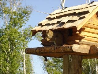 Squirrel House | Minnesota Pine | Flickr