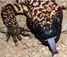 Gila Monster Lizard Venom could help cure Diabetes - Health Jockey