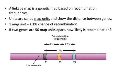 19 Mind-Blowing Facts About Recombination Frequency - Facts.net